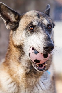 K9 Seamus